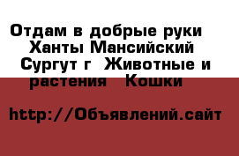 Отдам в добрые руки. - Ханты-Мансийский, Сургут г. Животные и растения » Кошки   